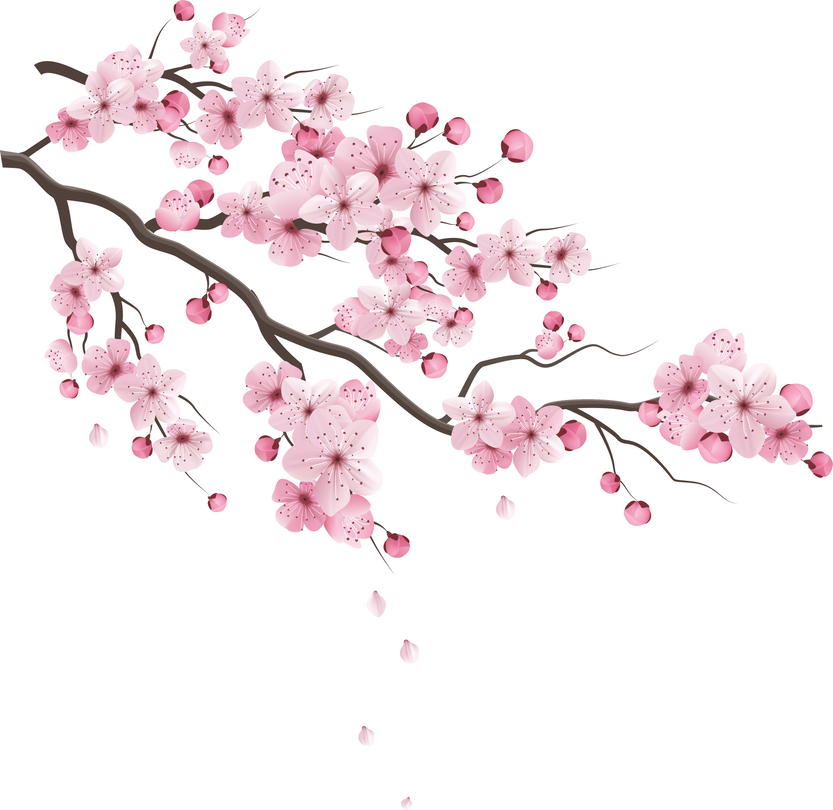 anh đào Cherry Blossoms 