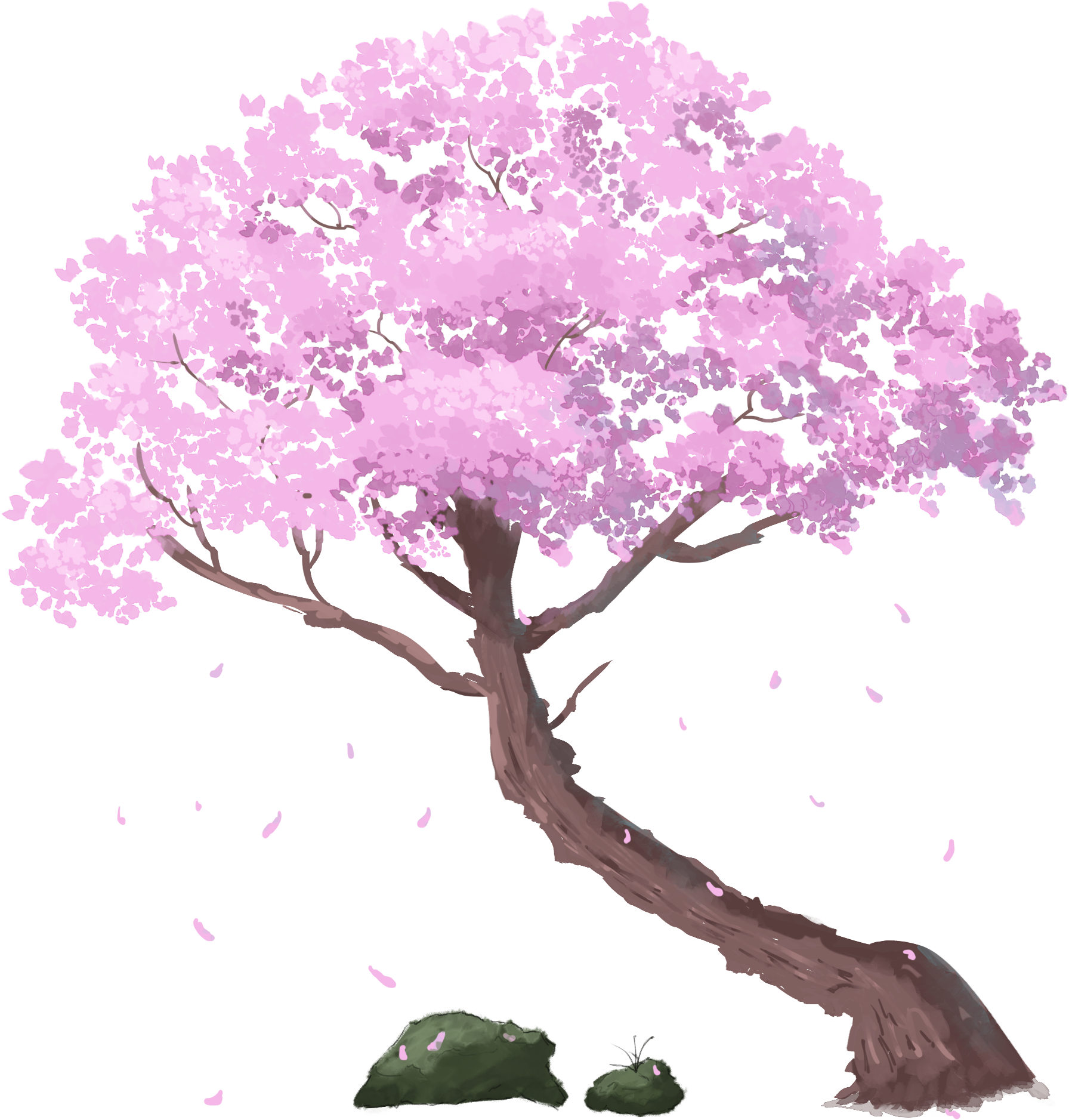 Cherry Blossom Tree